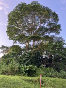 Body Constitution Matters