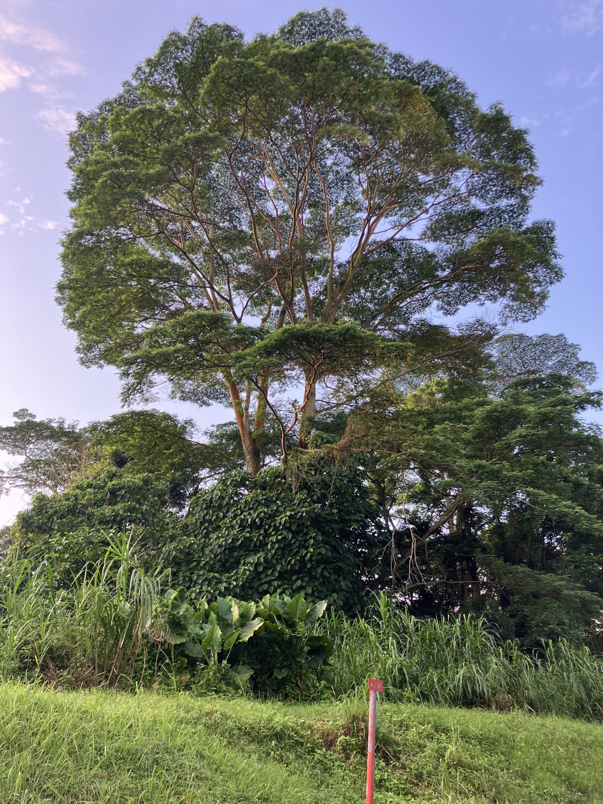 Body Constitution Matters